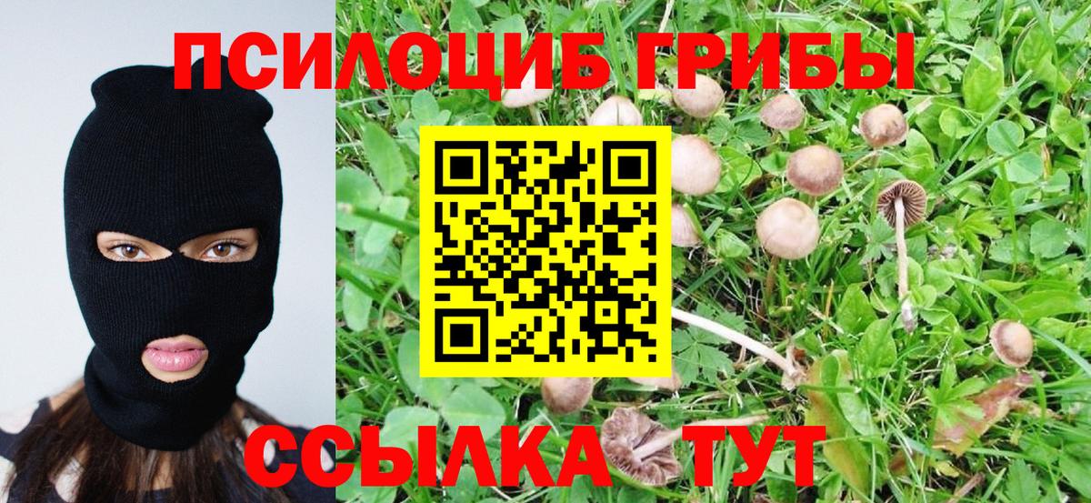 Галлюциногенные грибы Psilocybe Амурск